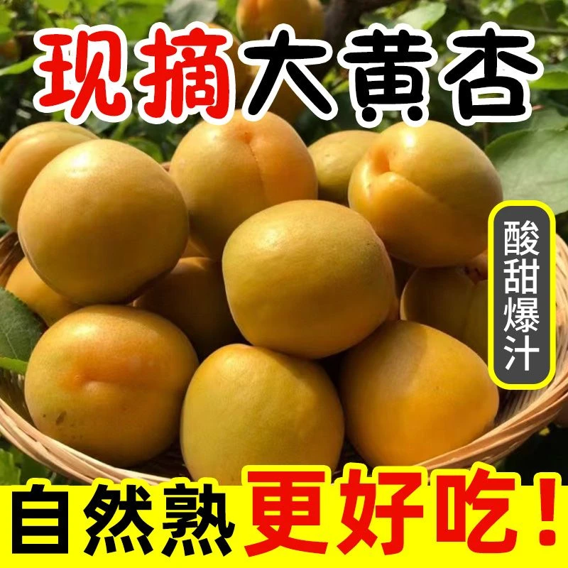 露天大黄杏酸爽酸甜现摘新鲜应季水果陕西金太阳杏子应季孕妇水果