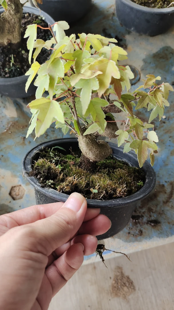 盆景素材，一物一拍