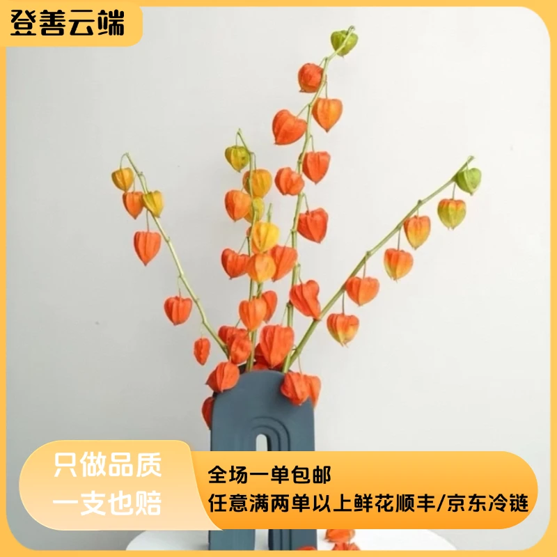 【酸浆果】精选优质酸浆果云南鲜花优质鲜切花优质鲜切枝可做干花