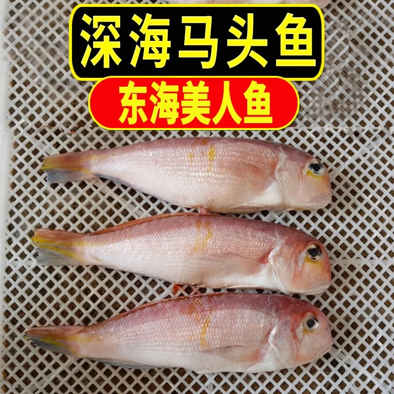 舟山马头鱼新鲜冷冻鲜美方头鱼真空包装东海杂鱼广东斧头鱼甘鲷鱼