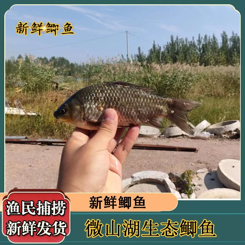 顺丰包邮微山湖野生鲫鱼新鲜捕捞去鳞现杀发货