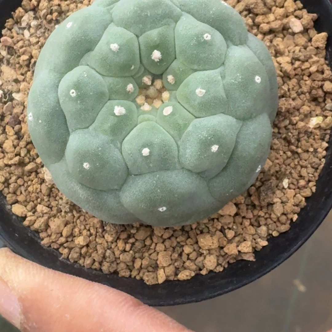 A***n仙人球实生仙人球50