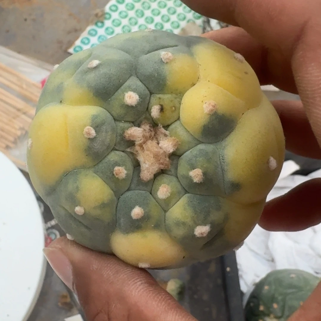 ?****。仙人球仙人球700