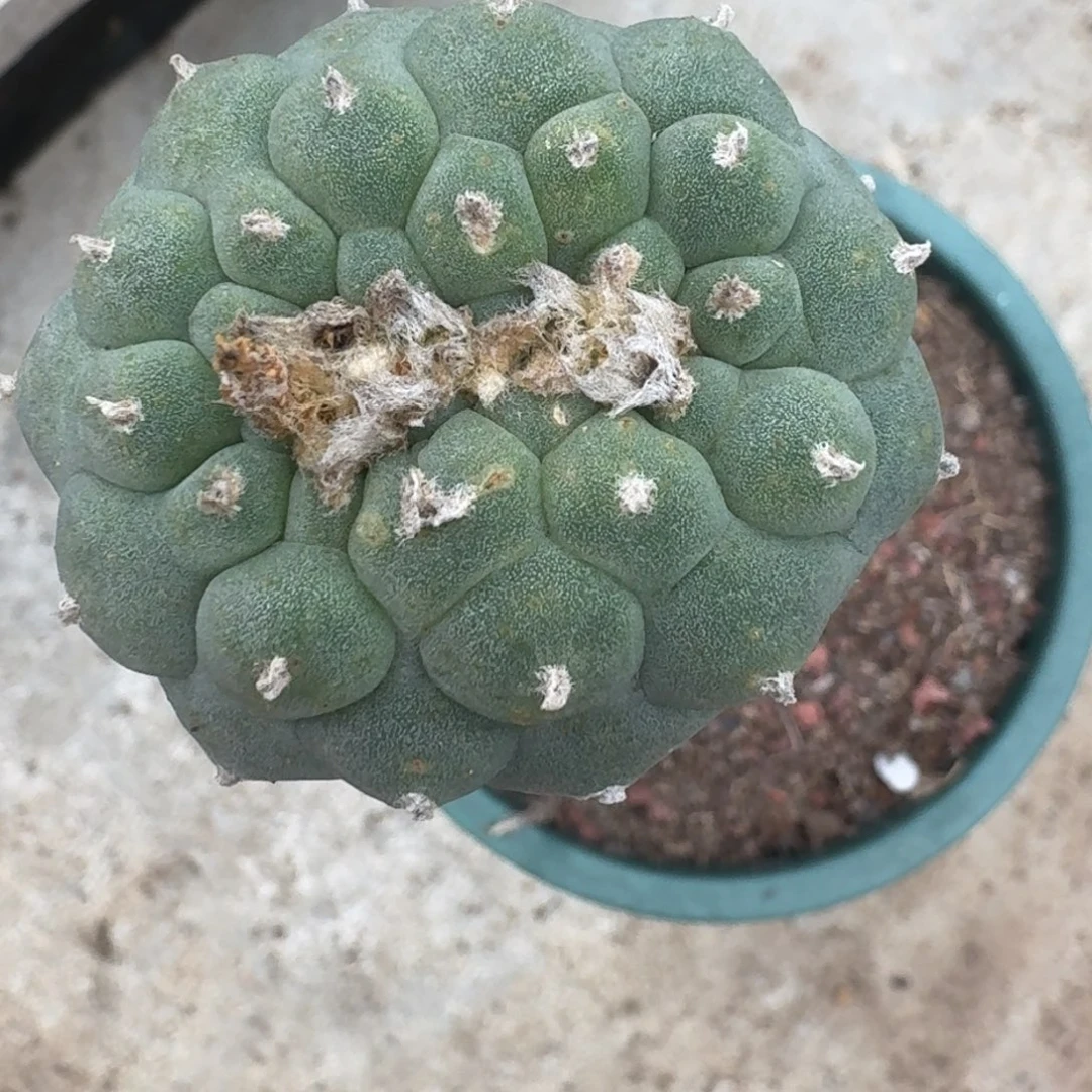 ?****仙人球袖普苗接260