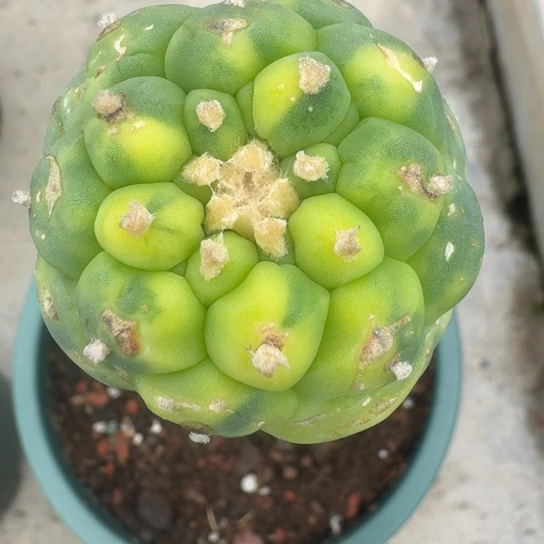 龟****?仙人球袖普苗接220