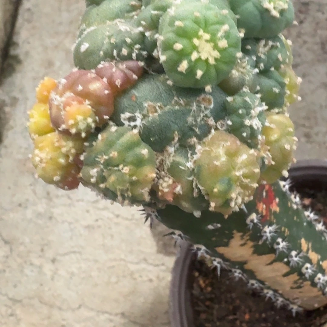 香****?仙人球袖普苗接500