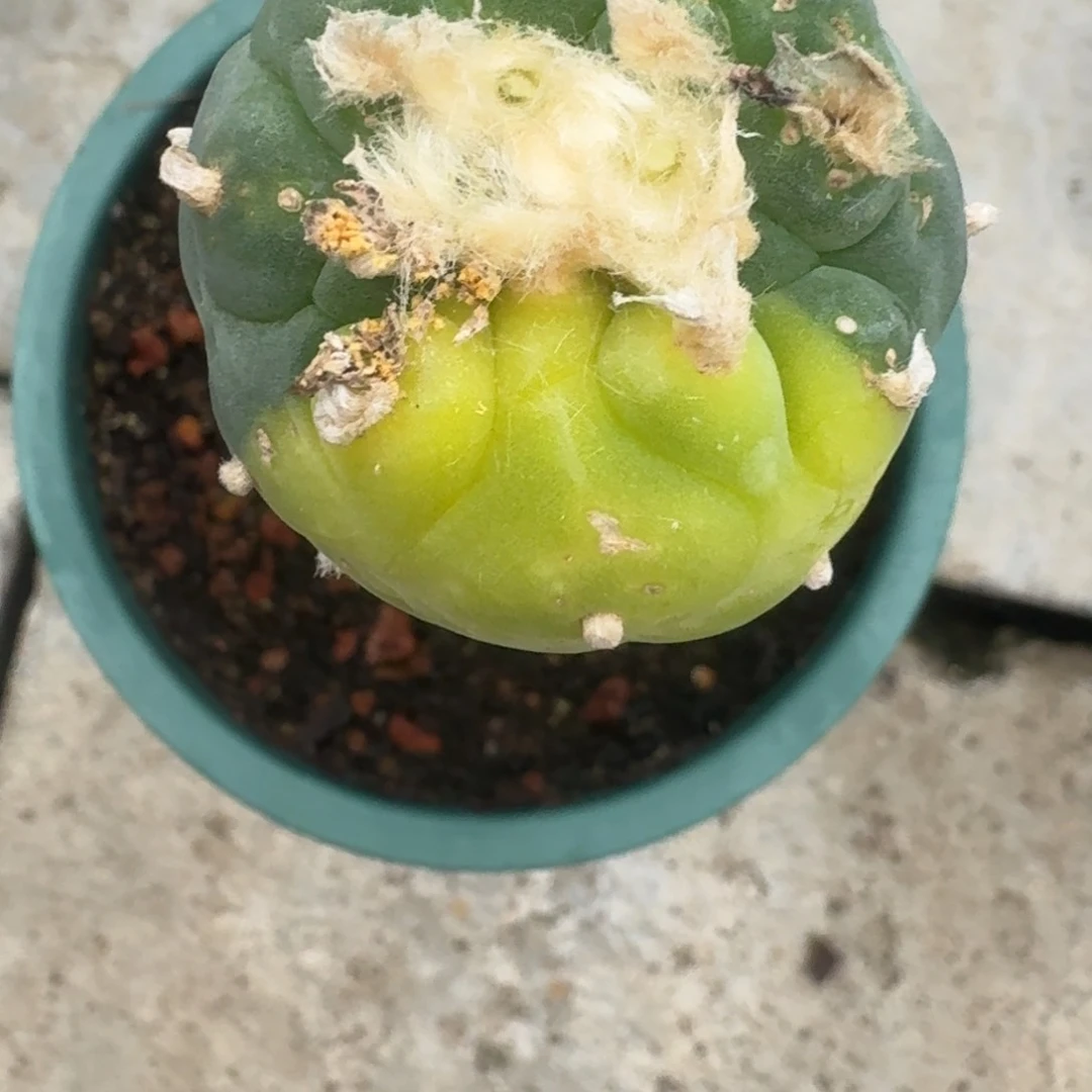 仙人球袖普苗接30