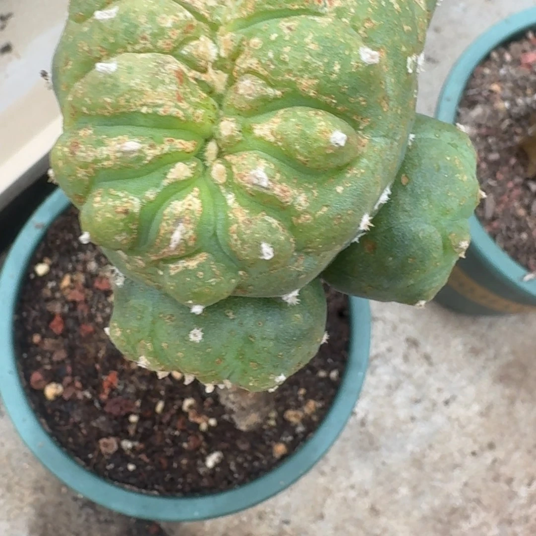 剑**缘仙人球袖普苗接238