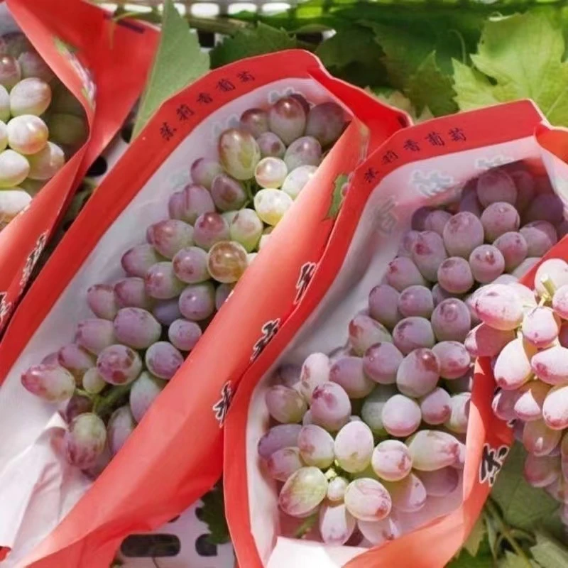 茉莉香葡萄提子 皮薄无籽/盒  (200g以上）湖南省