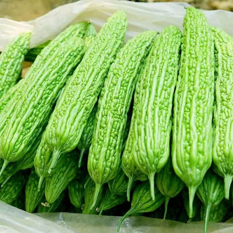 当季青苦瓜一根