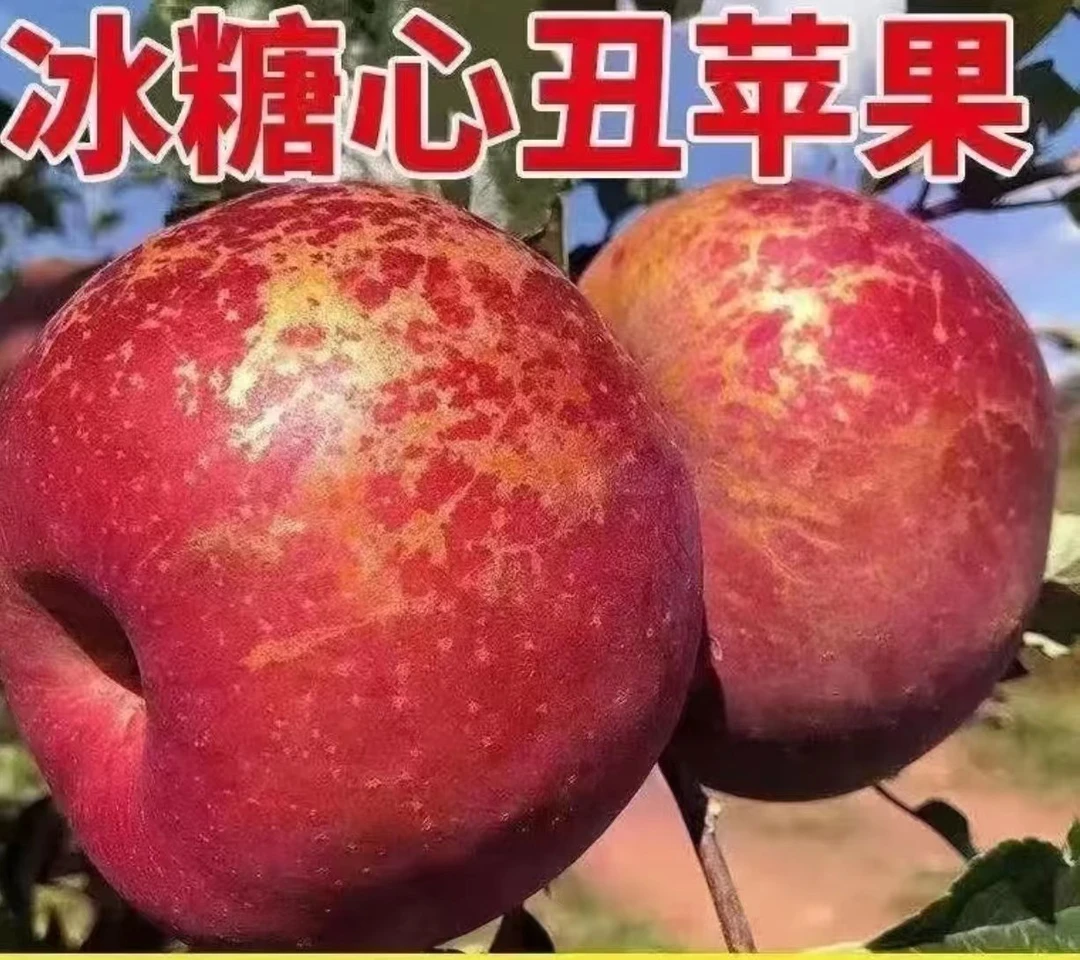【散装丑苹果】大凉山丑苹果冰糖心19.9元6斤±50