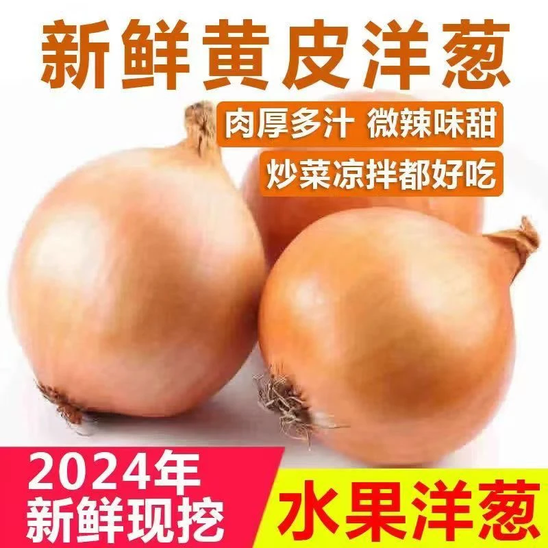 2025新鲜黄皮洋葱农家种植应季蔬菜黄皮洋葱整箱圆葱
