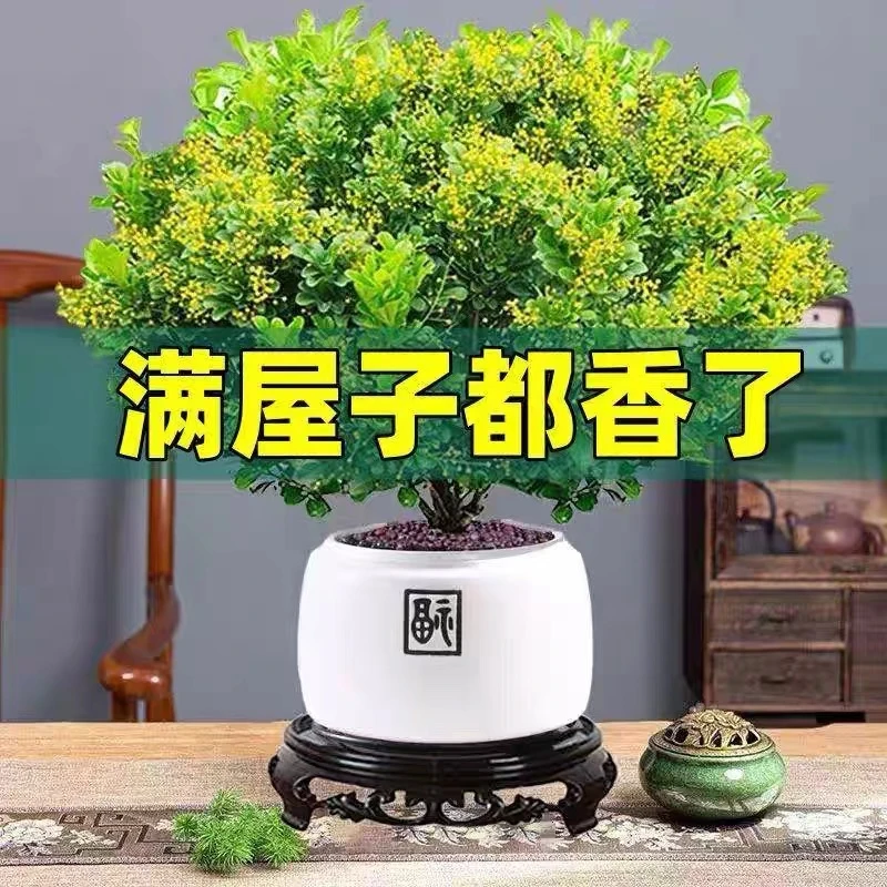 室外香水米兰花盆栽花卉植物四季开花浓香好养老桩盆景阳台绿植