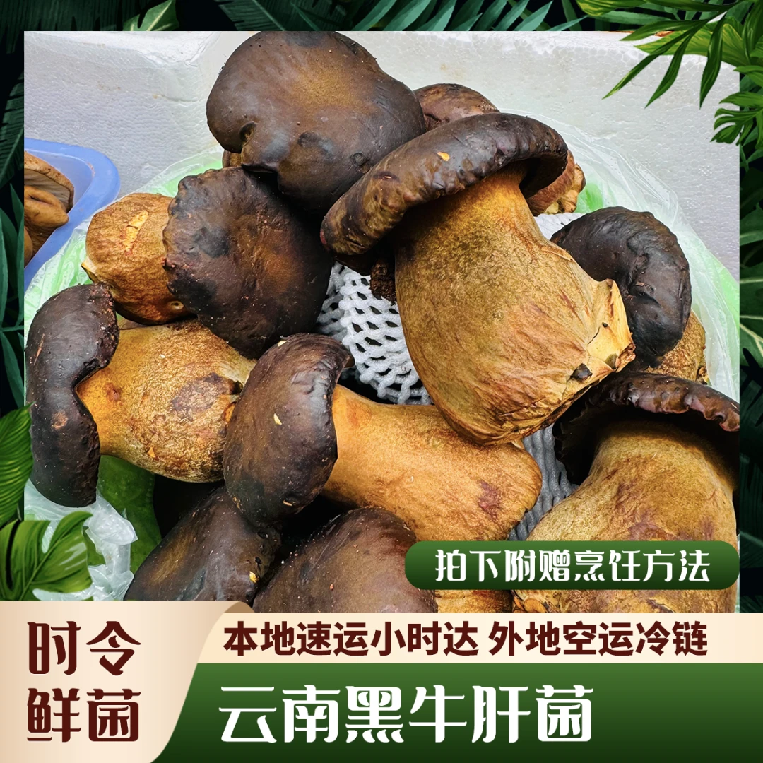 【菌表妹】黑牛肝菌 云南新鲜菌菇深山 煲汤营养美味食用菌蘑菇