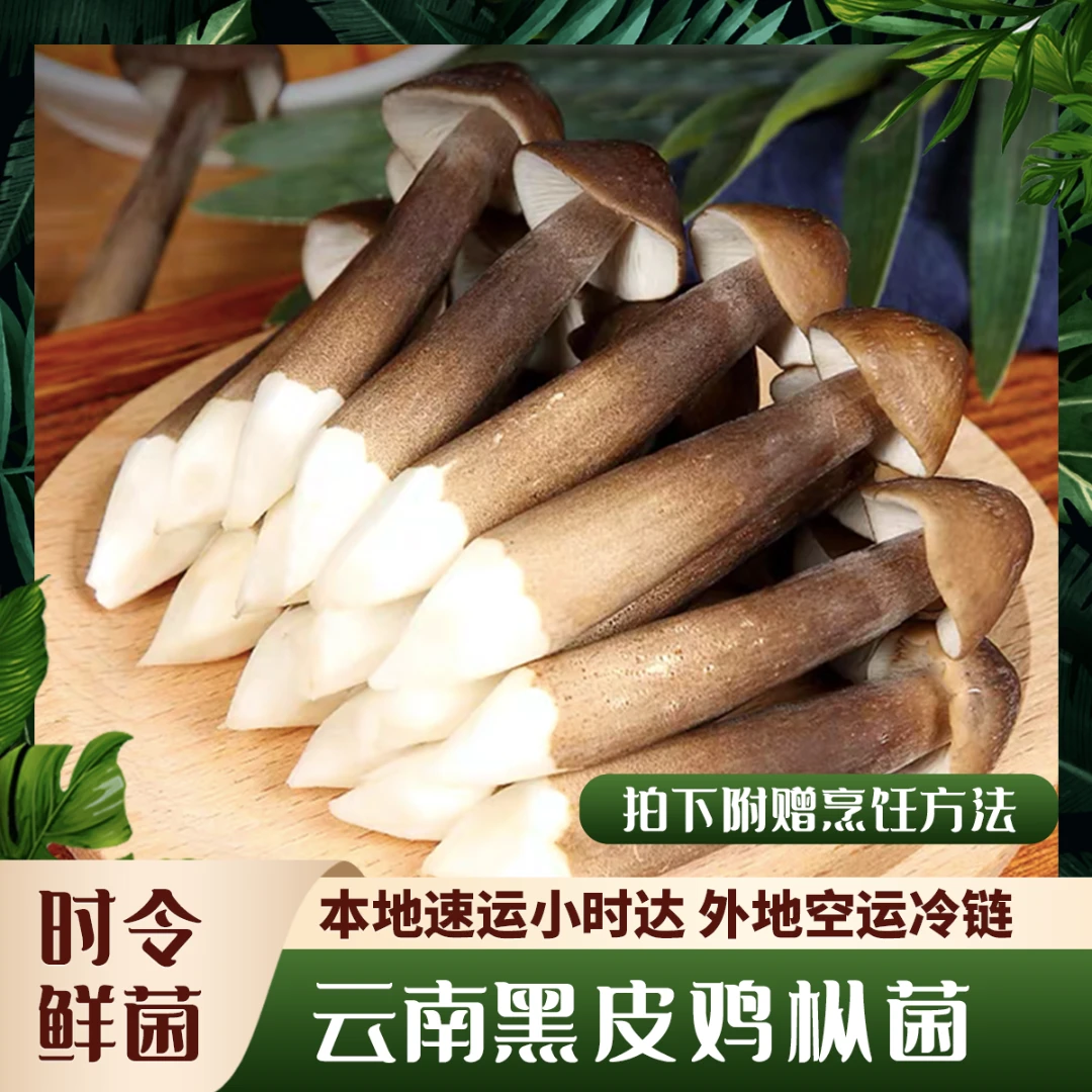 【菌表妹】黑皮鸡枞菌 云南天然新鲜菌菇黑皮鸡枞 炖汤长根菇野生菌