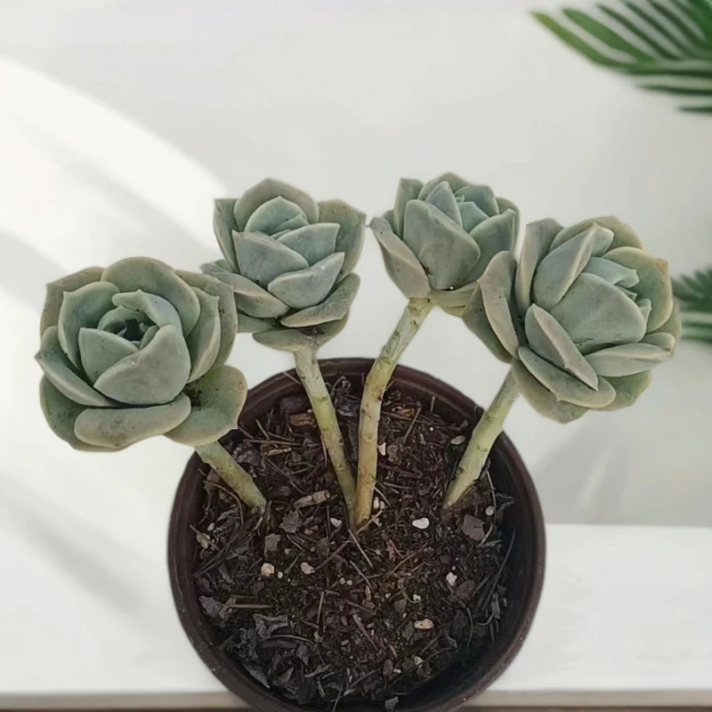 （可爱玫瑰  )  （）星花怒放猴哥 多肉阳台植物