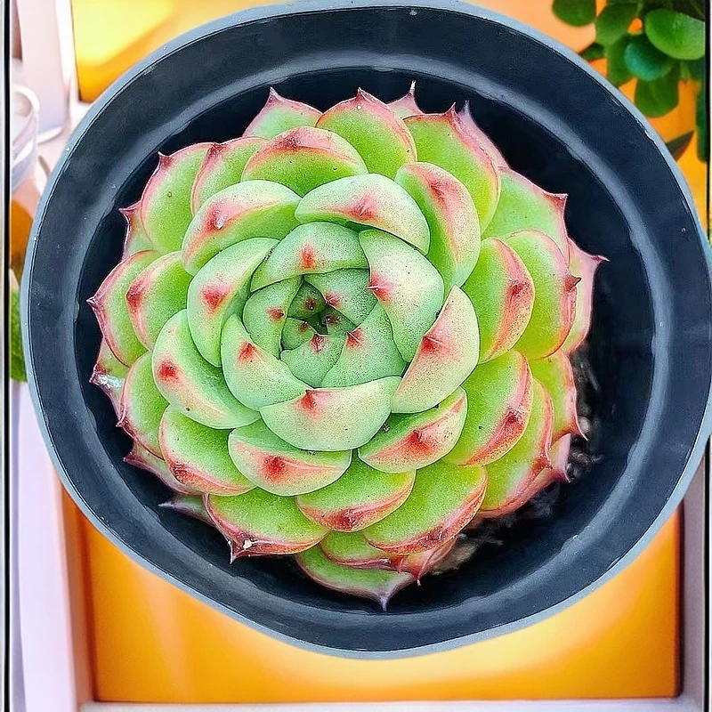 (月亮石)  星花怒放猴哥 多肉阳台植物