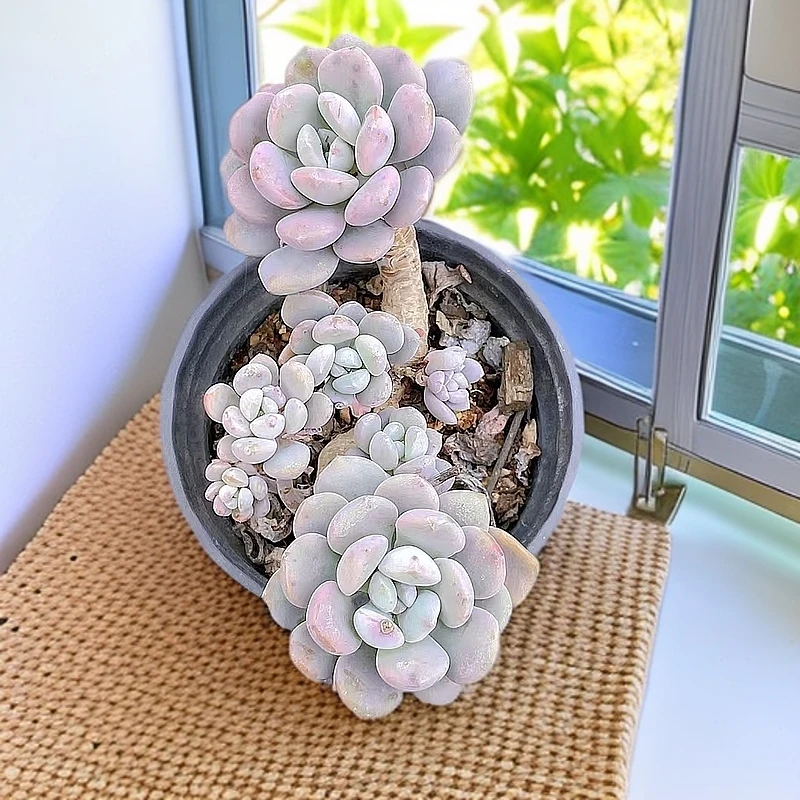 （白鹭)  （）星花怒放猴哥 多肉阳台植物