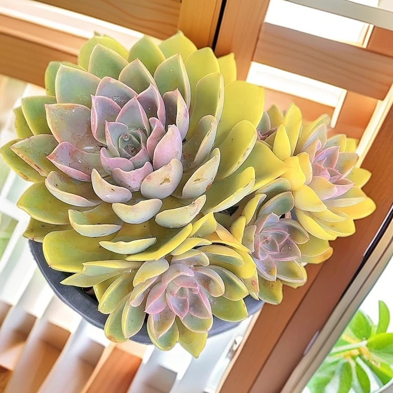 （琼斯  #紫气东来 )  ）星花怒放猴哥 多肉阳台植物