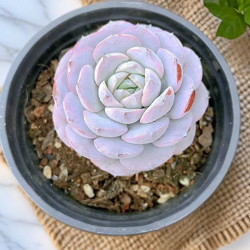 (恩宠)  ）星花怒放 多肉阳台植物