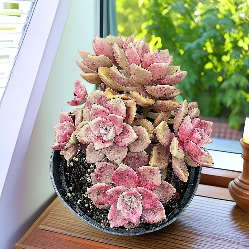 （鹅肝)  （）星花怒放猴哥 多肉阳台植物