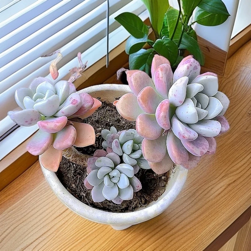 （老桩花瓣露 )  （）星花怒放猴哥 多肉阳台植物