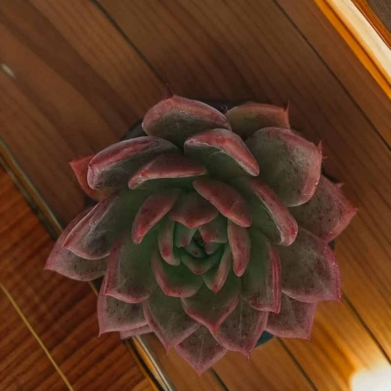 （香槟 )  （）星花怒放猴哥 多肉阳台植物