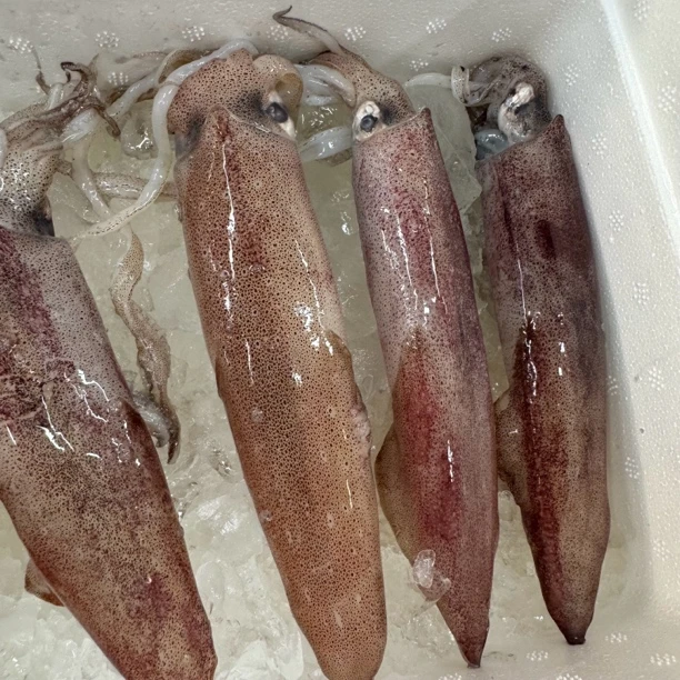 海捕野生大红鱿鱼码头直达