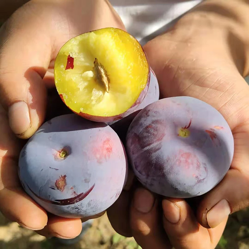 李子大果黑红李子脆李硬果甜脆微酸新品种黑布林3-10斤