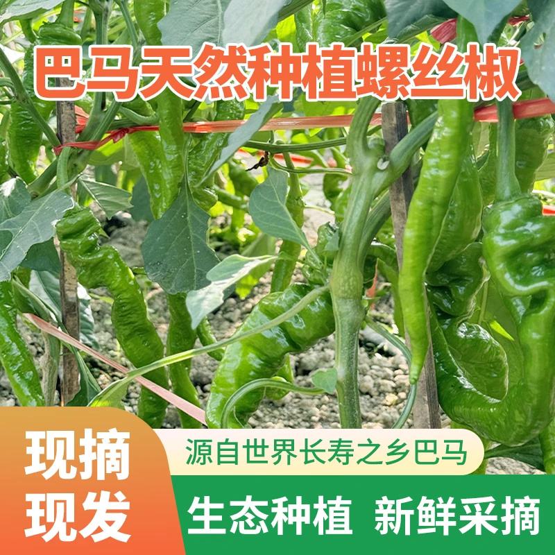 【顺丰包邮】巴马长寿之乡螺丝椒4斤装好吃下饭辣椒新鲜采摘现发