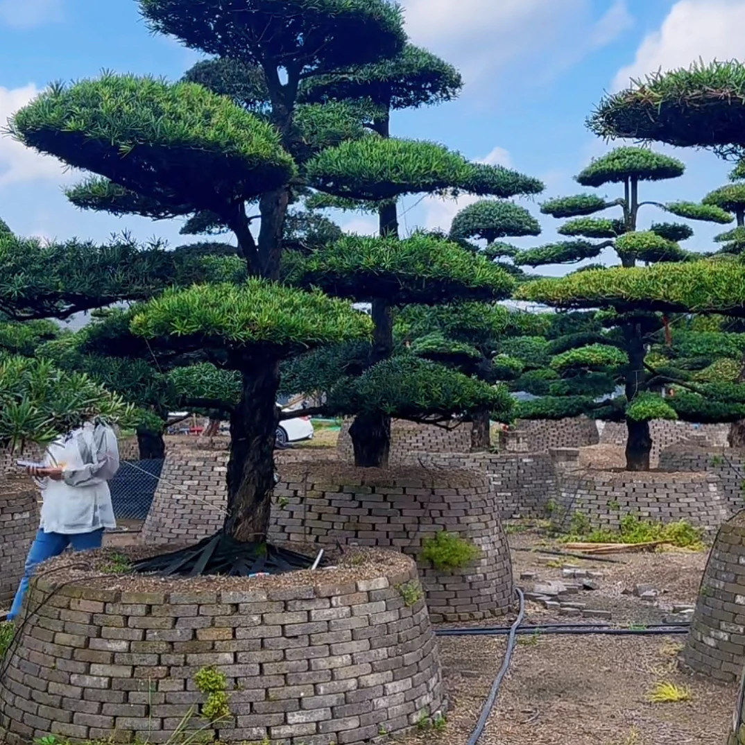 一物一拍精品造型罗汉松基地盆景红花继木赤楠亮晶庭院造型景观