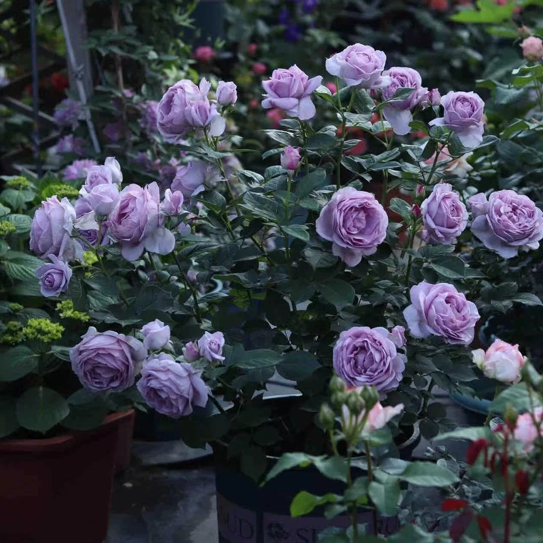 【西哥】【蓝色风暴】+【艾莎】盆栽懒人绿植四季开花台庭院带花苞发货