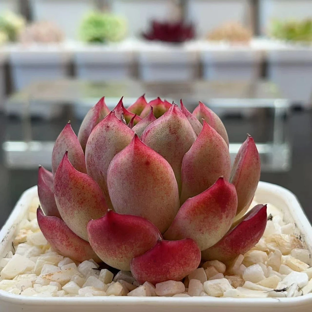 唐唐 Y（601-700）28米包邮 多肉植物 一物一拍