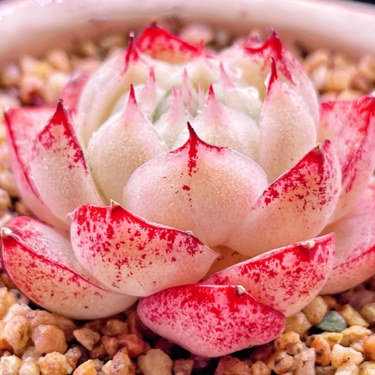 小希 U (801-900) 28米包邮 多肉植物 一物一拍