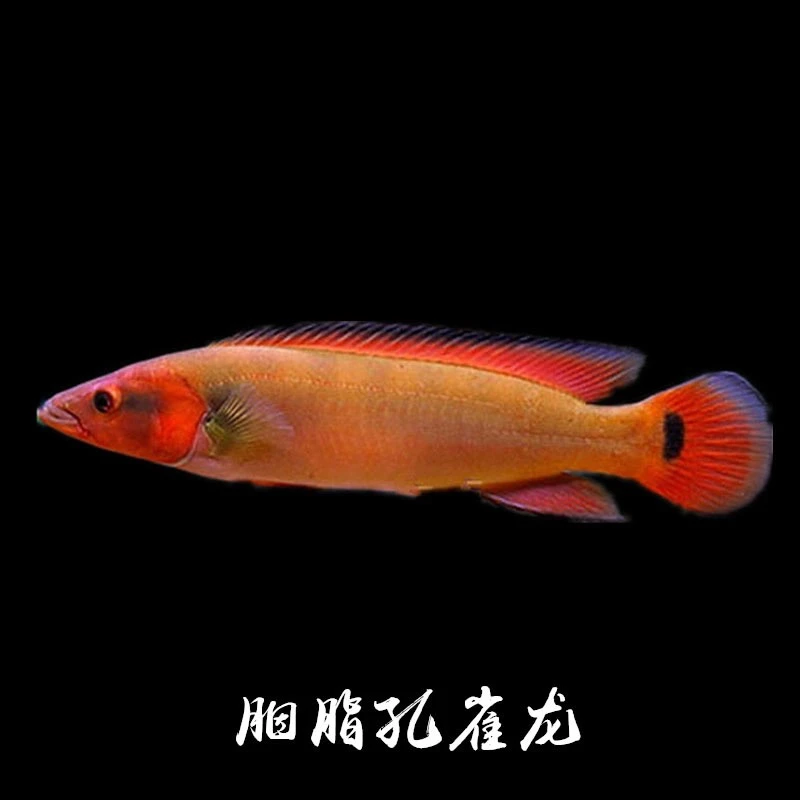 胭脂孔雀龙热带鱼观赏鱼大中型龙鱼配鱼黄金狐狸孔雀龙