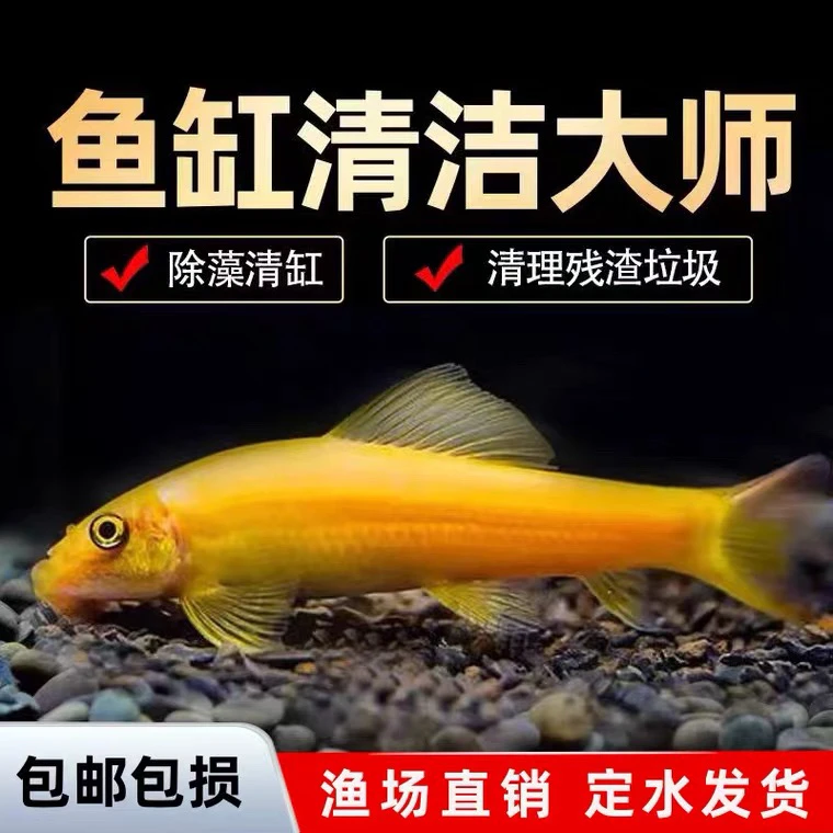 金苔鼠清道夫观赏鱼青苔清理淡水鱼缸小鱼活体