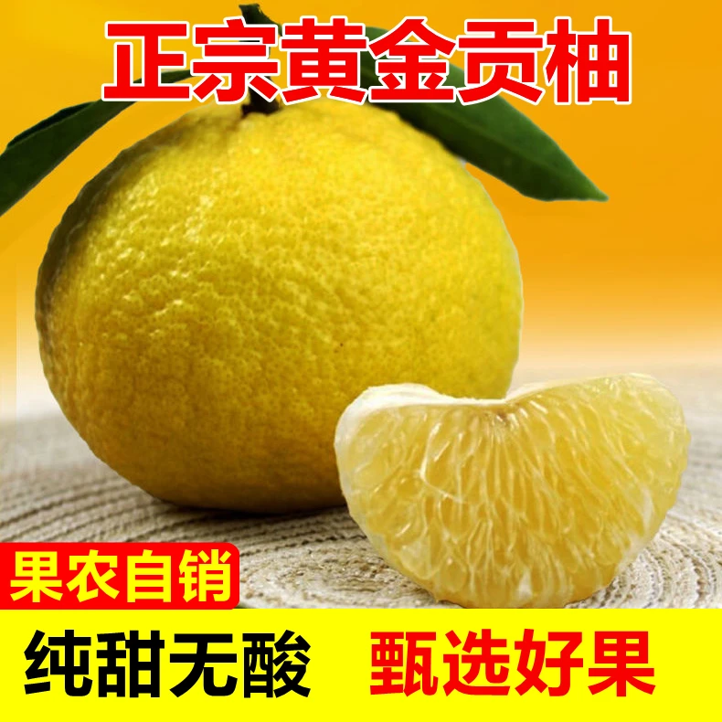 湖南怀化洪江黄金贡柚新香甜春香桔柚象山青岩垅果园产地包邮