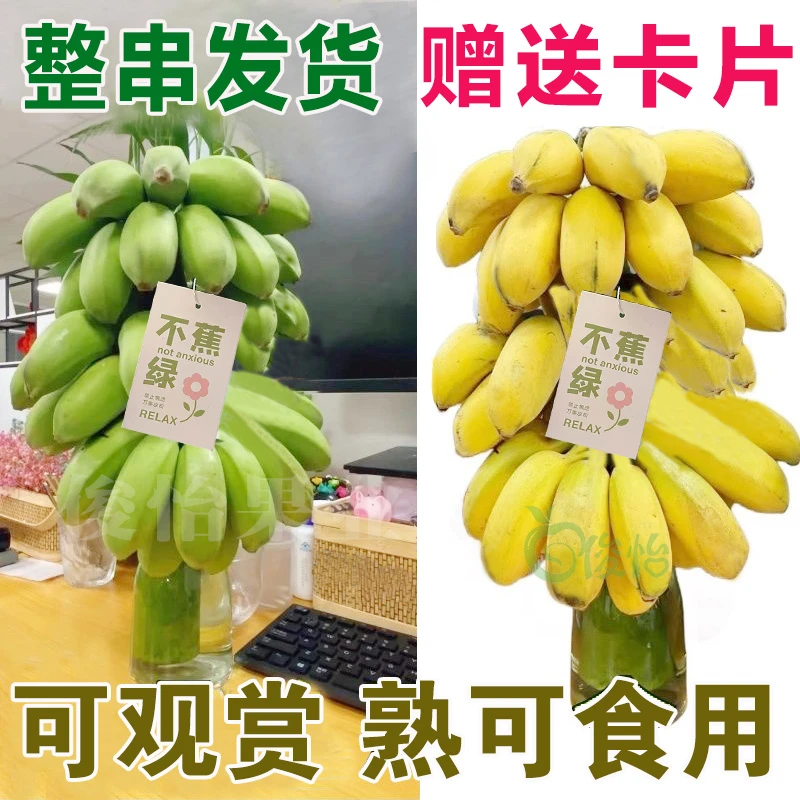 禁止蕉绿办公室桌面绿植水培香蕉整株带杆可食用拒绝焦虑新鲜水果