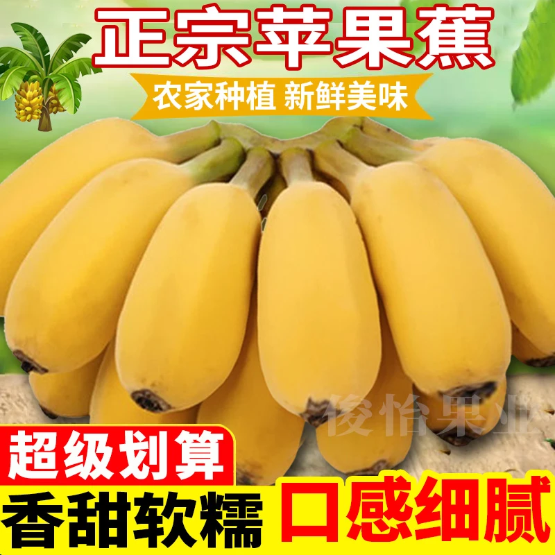 【俊怡果业】广西苹果蕉香甜新鲜应季水果西贡粉蕉新鲜批发1/5/10斤