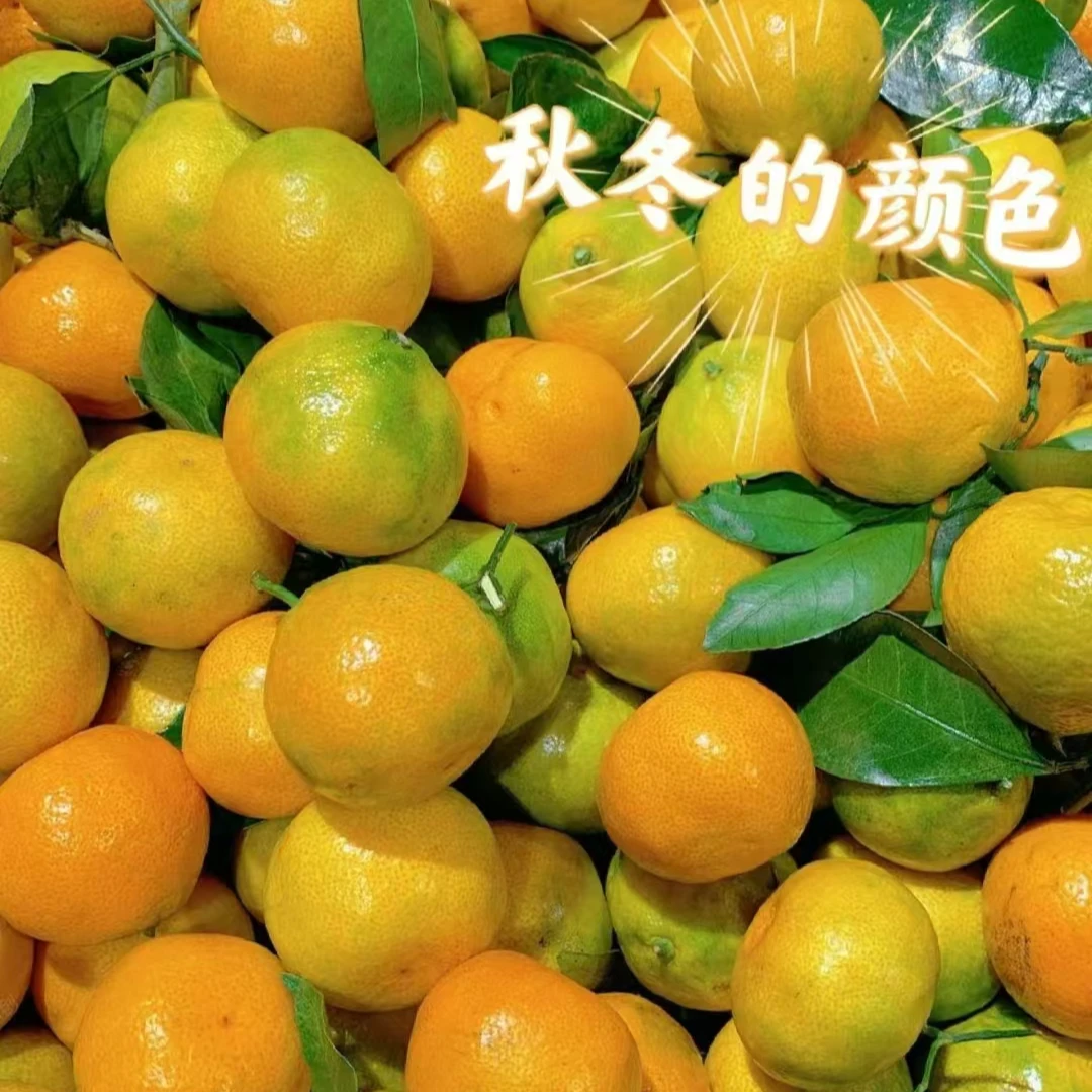 【市场直发】  涌泉蜜桔