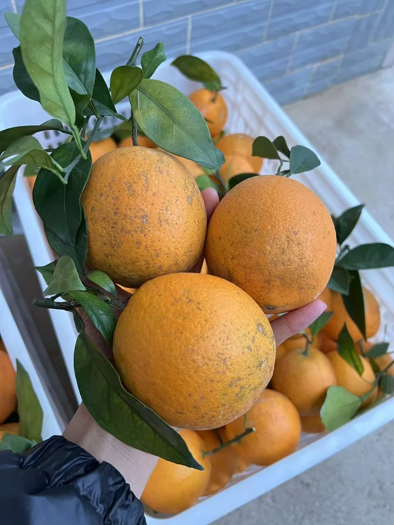 江西赣南脐橙，新鲜水果，酸甜可口，自家爸妈种植，现摘现发