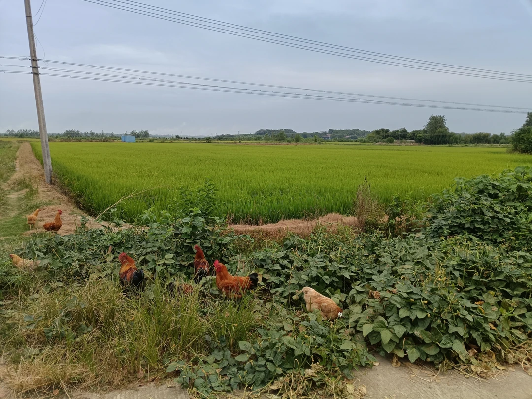 湖北农户散养正宗老鸡母、专吃虫草、粗粮放养。（非活禽）一只2斤