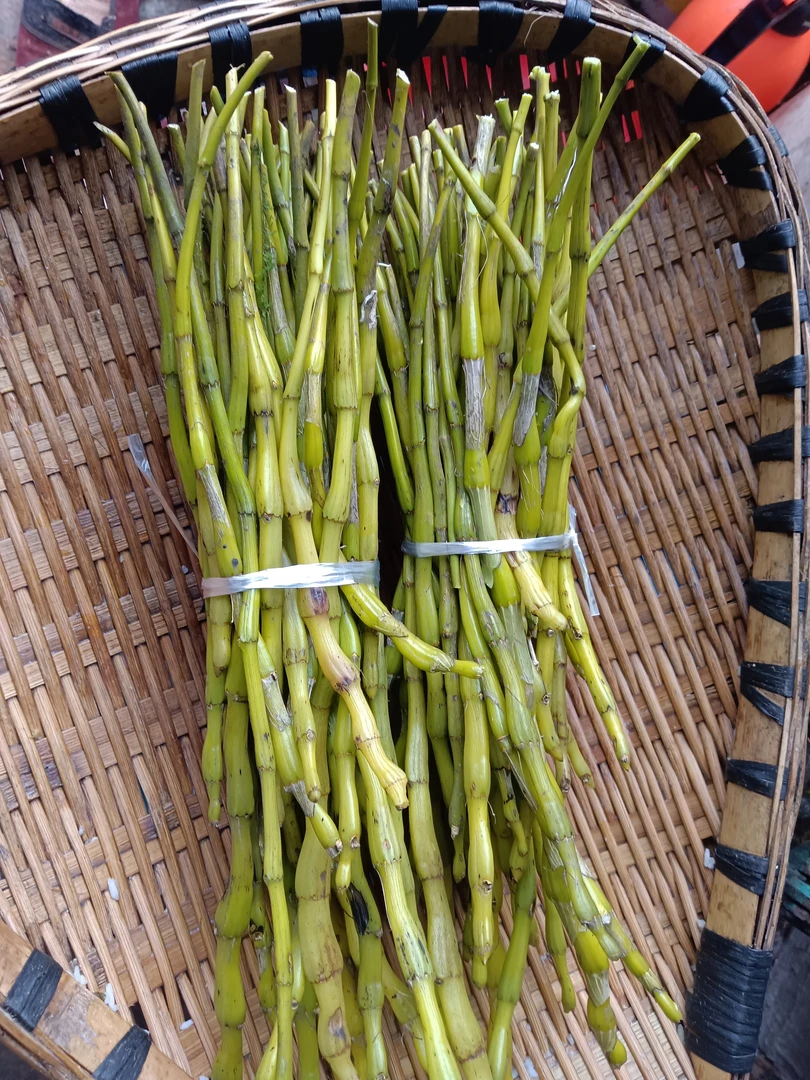正宗赤水金钗石斛。可食用。可做盆景。可做园艺种植。可以泡茶可泡酒
