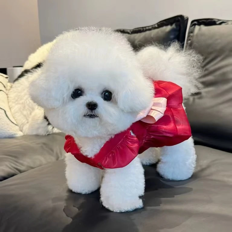 狗狗衣服夏季薄款透气流光纱公主礼服裙子宠物泰迪比熊猫咪牵引扣