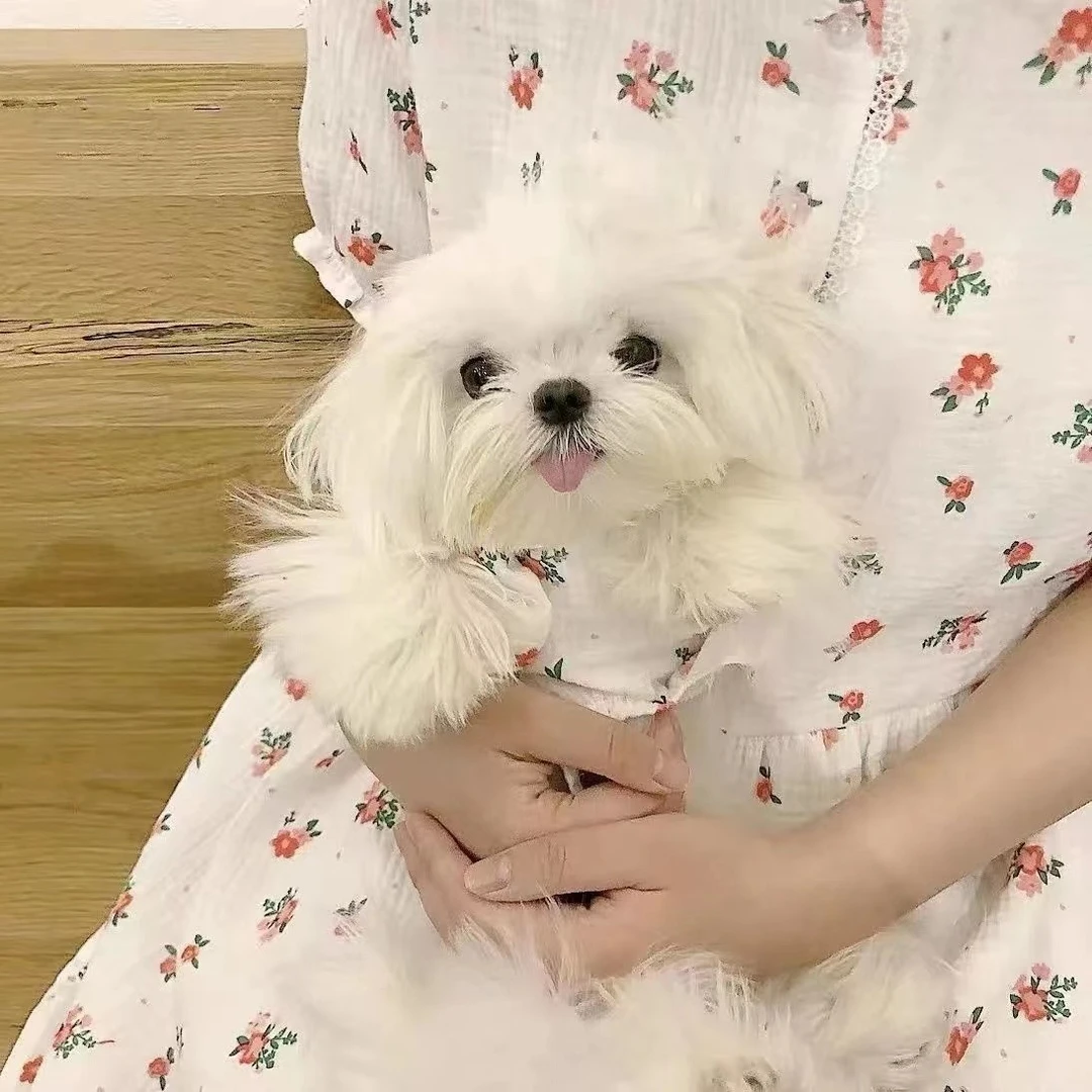 碎花连衣裙宠物服饰马尔济斯博美狗狗衣服猫咪衣服冬可爱ins