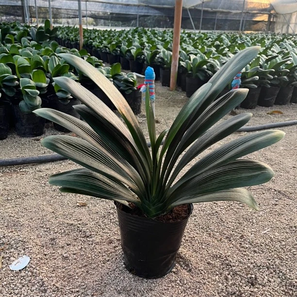 立板国兰   当年开花君子兰12-14片 基地黑盆发货