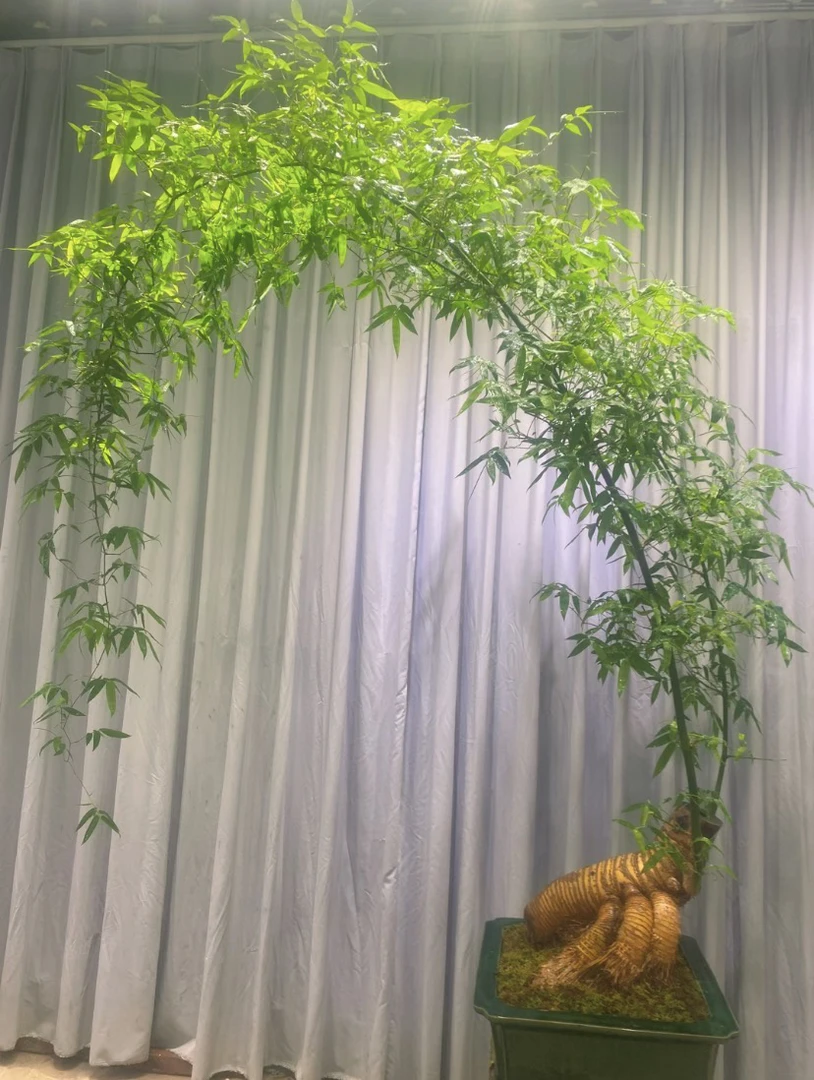 簕竹成品，一物一拍，直播间截图为准庭院花