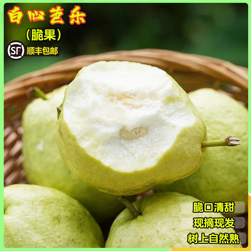 【脆果】白心软芭乐3-5斤广西珍珠番石榴应季新鲜水果果园现摘现发