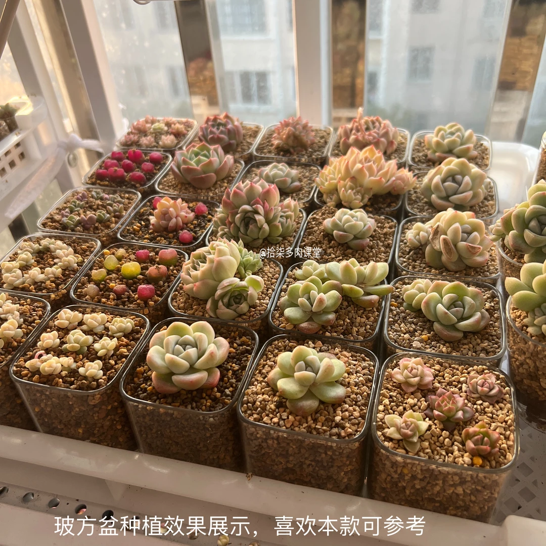 【玻璃方盆12个】长宽高都是5厘米种拼盘群生单头均可高透明度