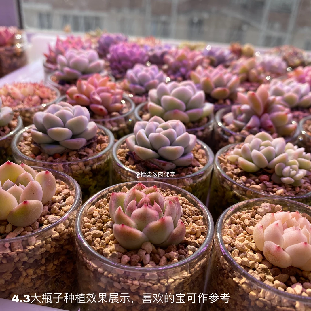 【实惠装】4.3口径玻璃瓶50个可种4-8厘米尺寸多肉